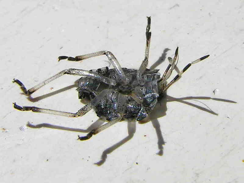 beatle; DISPLAY FULL IMAGE.