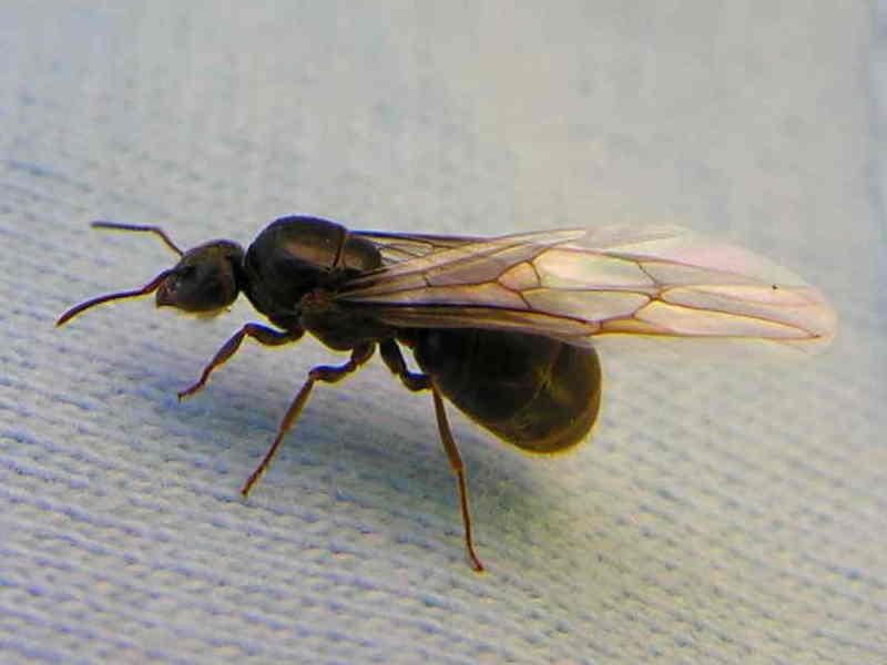 ant; DISPLAY FULL IMAGE.