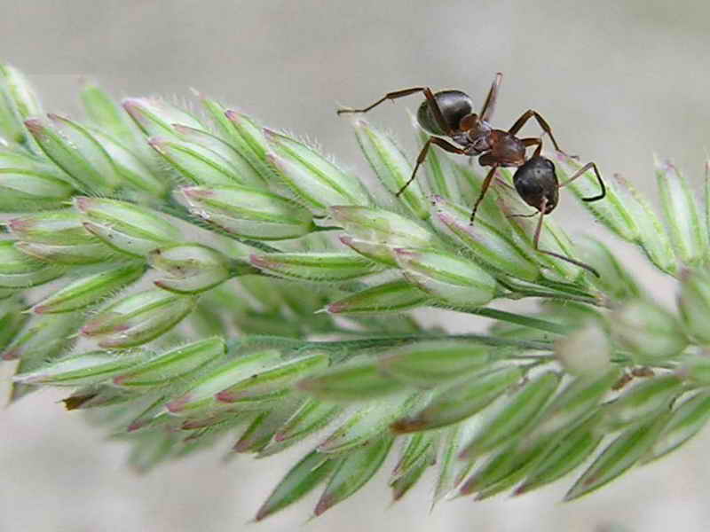 ant; DISPLAY FULL IMAGE.