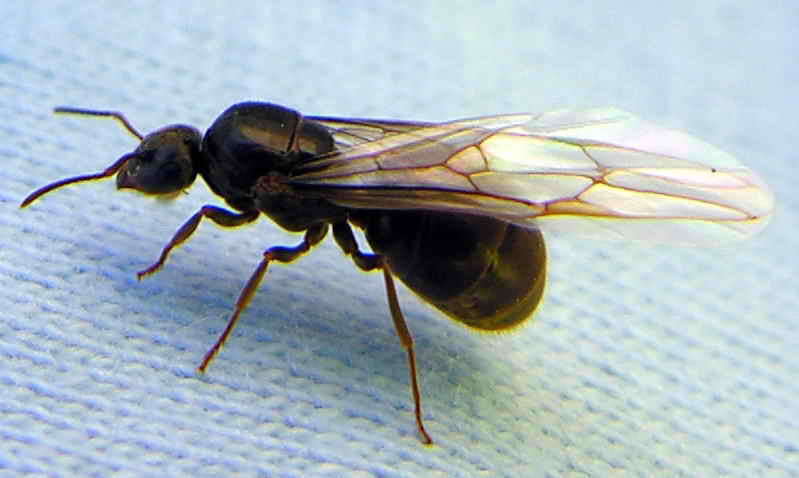 ant; DISPLAY FULL IMAGE.