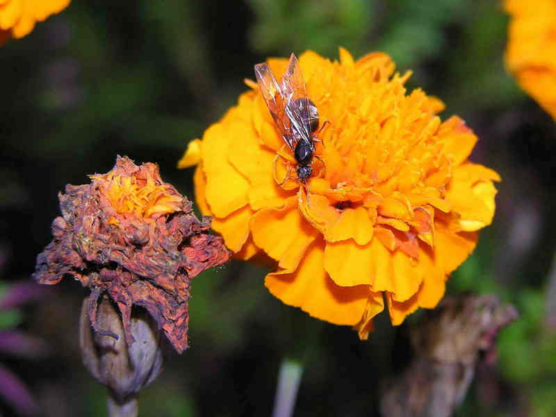 ant; DISPLAY FULL IMAGE.