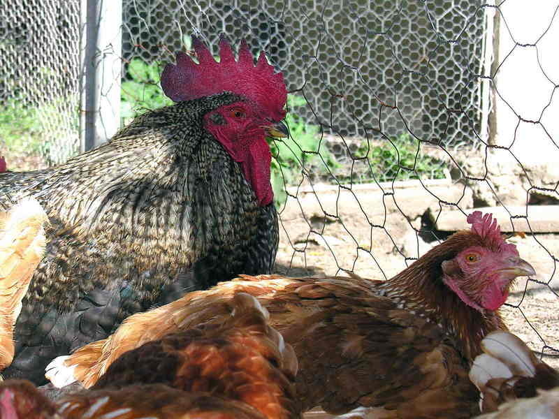 hen; DISPLAY FULL IMAGE.