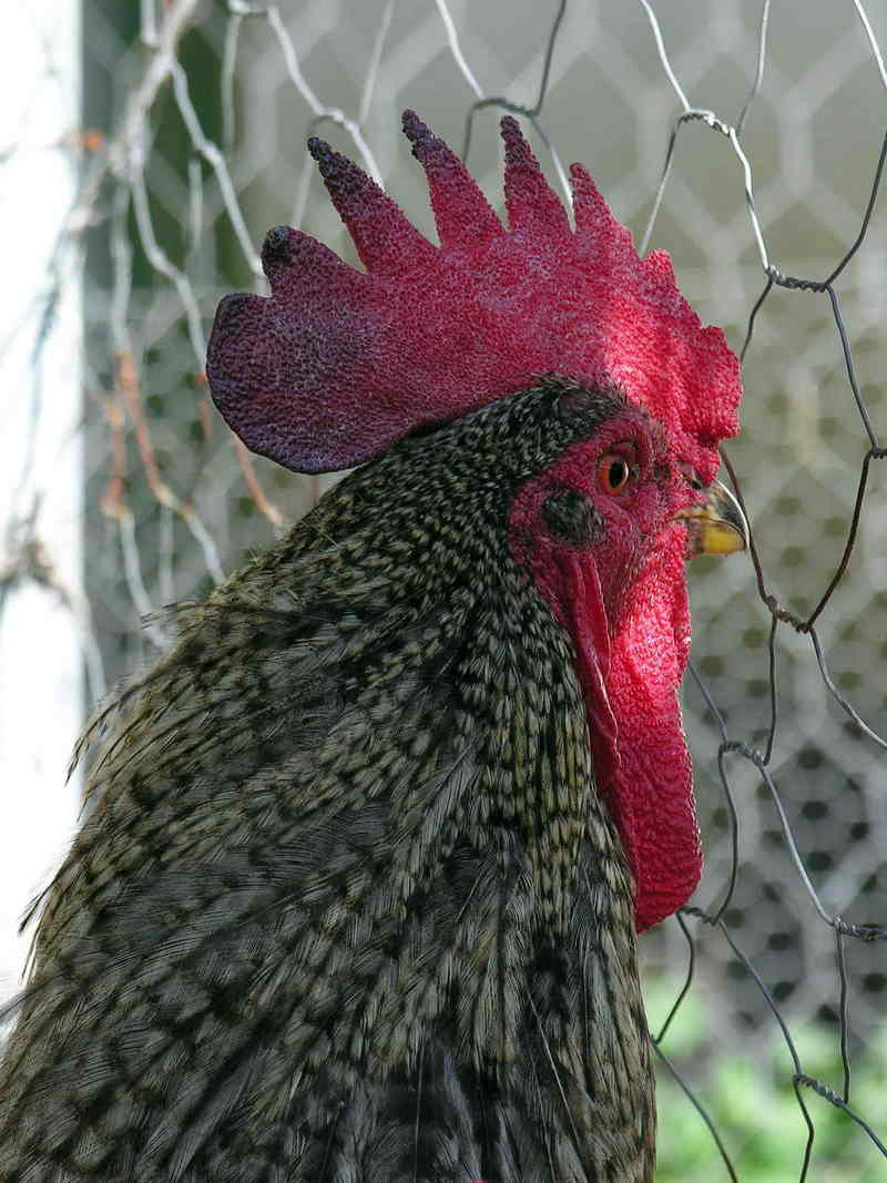 rooster; DISPLAY FULL IMAGE.