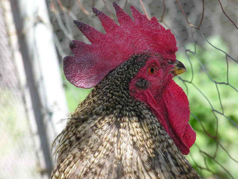 rooster; DISPLAY FULL IMAGE.