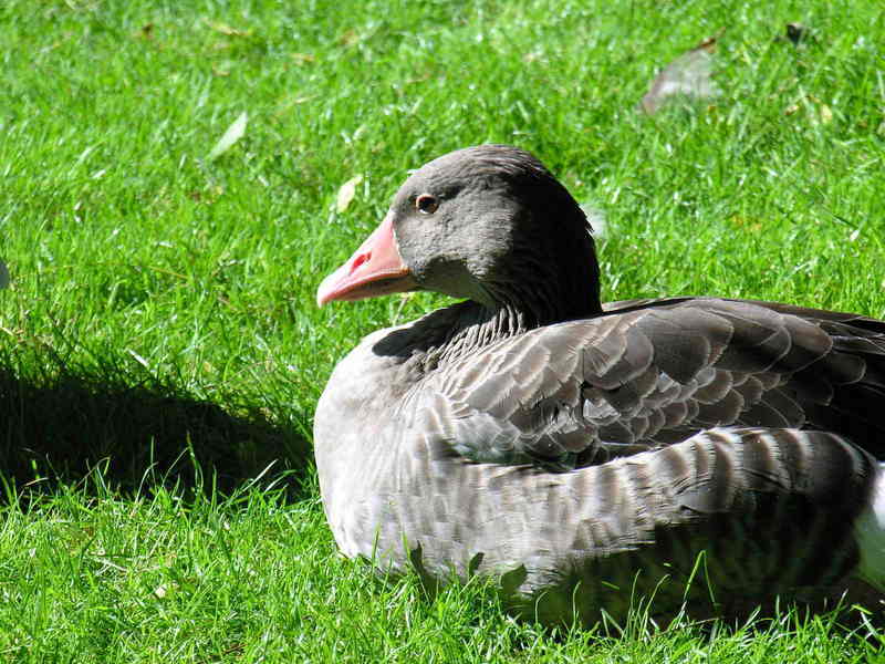 goose; DISPLAY FULL IMAGE.