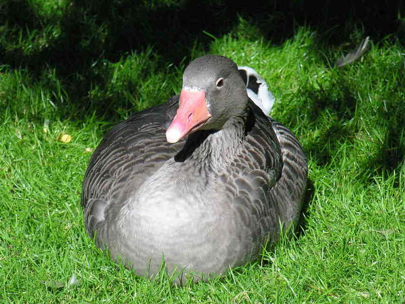 goose; DISPLAY FULL IMAGE.