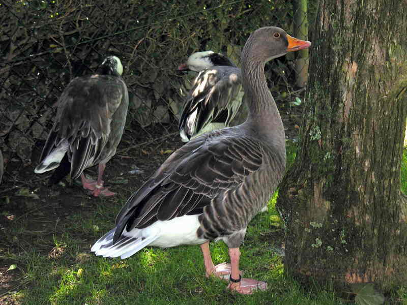 goose; DISPLAY FULL IMAGE.