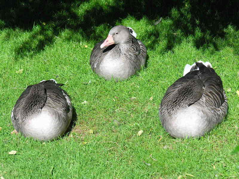 gooses; DISPLAY FULL IMAGE.