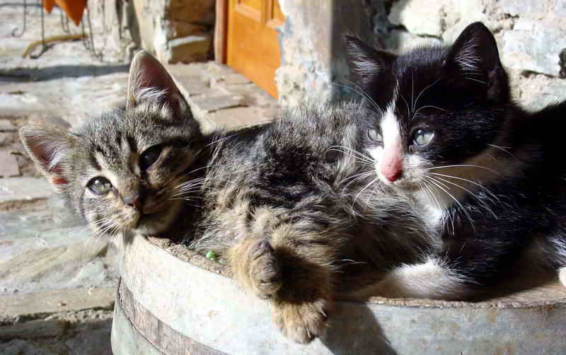 cats; DISPLAY FULL IMAGE.