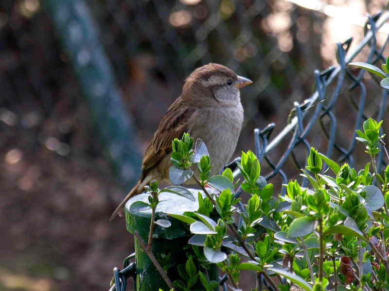 house sparrow; DISPLAY FULL IMAGE.