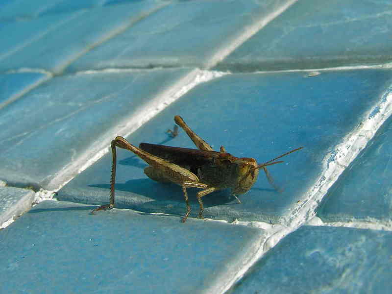 grasshopper; DISPLAY FULL IMAGE.