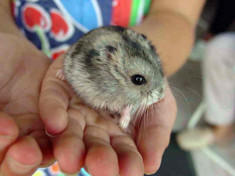 hamster; DISPLAY FULL IMAGE.