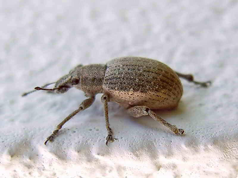 insecto; DISPLAY FULL IMAGE.