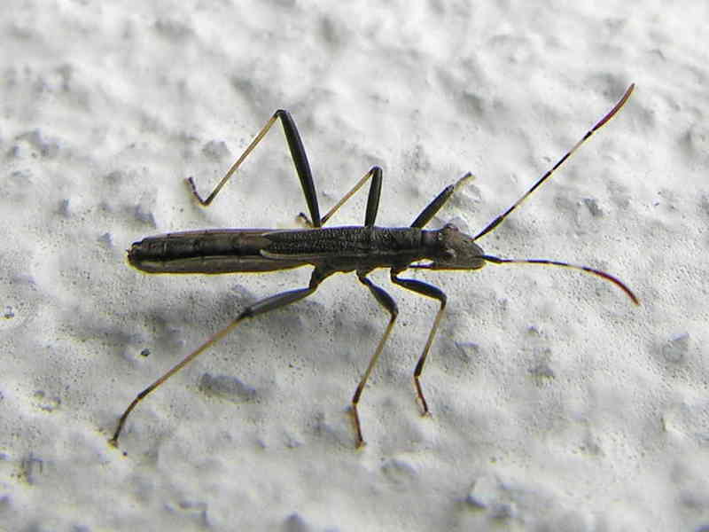 insecto; DISPLAY FULL IMAGE.