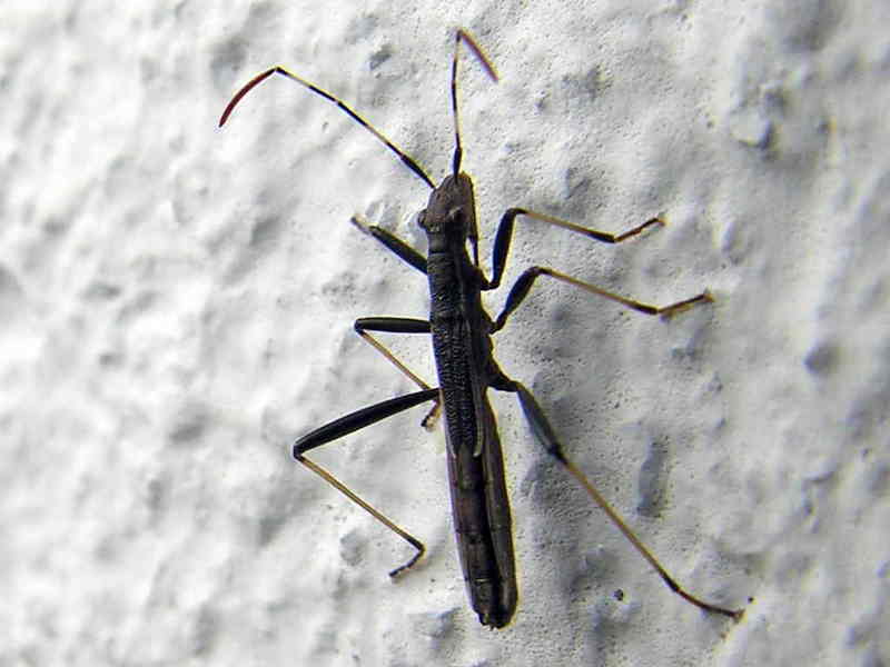 insecto; DISPLAY FULL IMAGE.