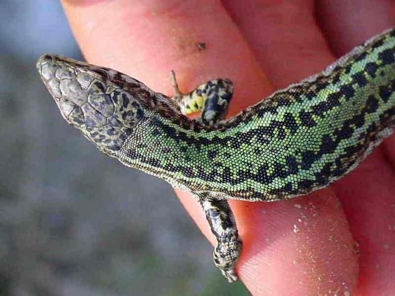 lizard; DISPLAY FULL IMAGE.