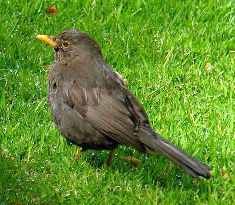 Common blackbird; DISPLAY FULL IMAGE.