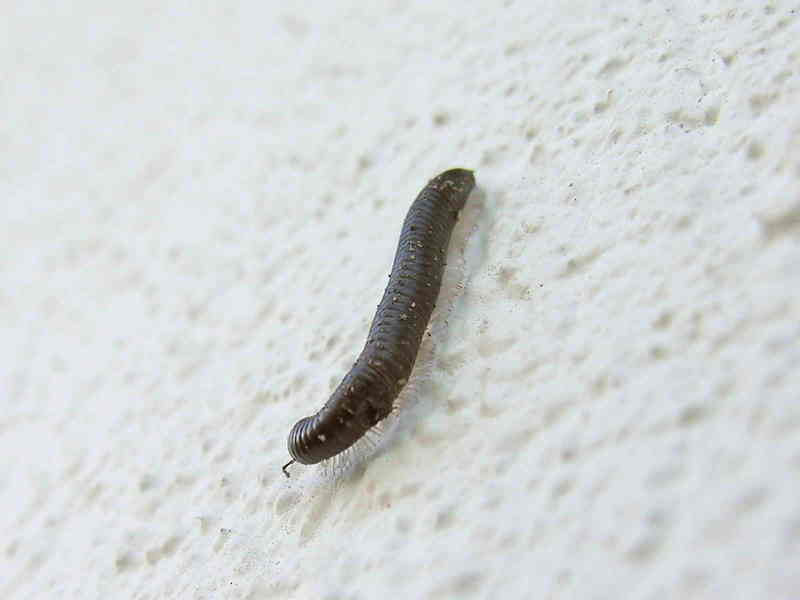 worm; DISPLAY FULL IMAGE.