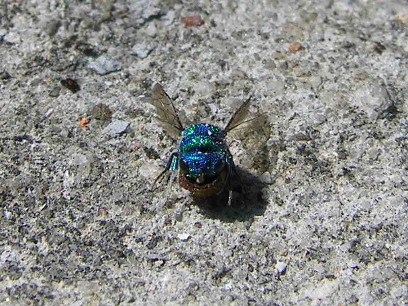 fly; DISPLAY FULL IMAGE.