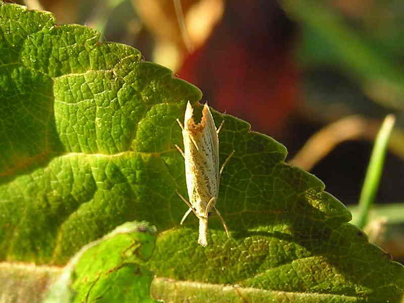 moth; DISPLAY FULL IMAGE.
