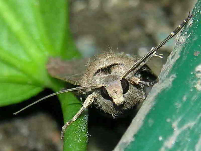 moth; DISPLAY FULL IMAGE.