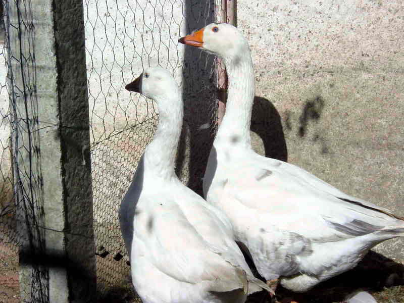 goose; DISPLAY FULL IMAGE.