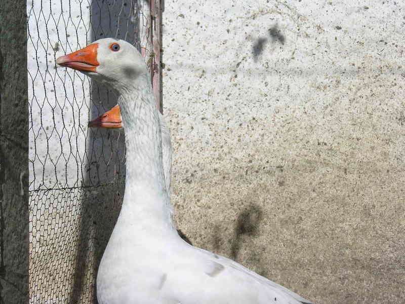goose; DISPLAY FULL IMAGE.