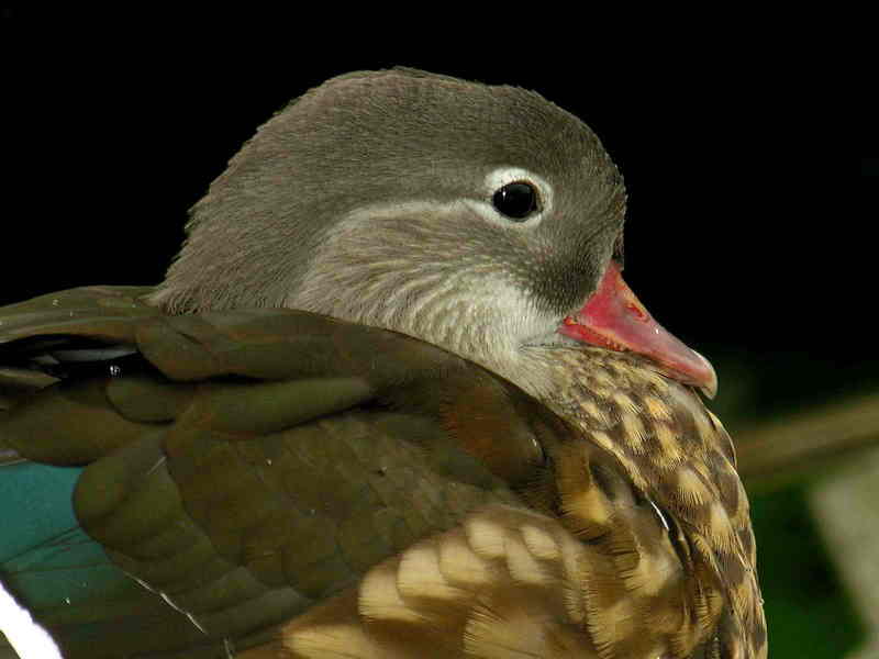 duck; DISPLAY FULL IMAGE.