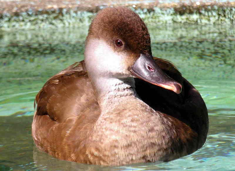 duck; DISPLAY FULL IMAGE.