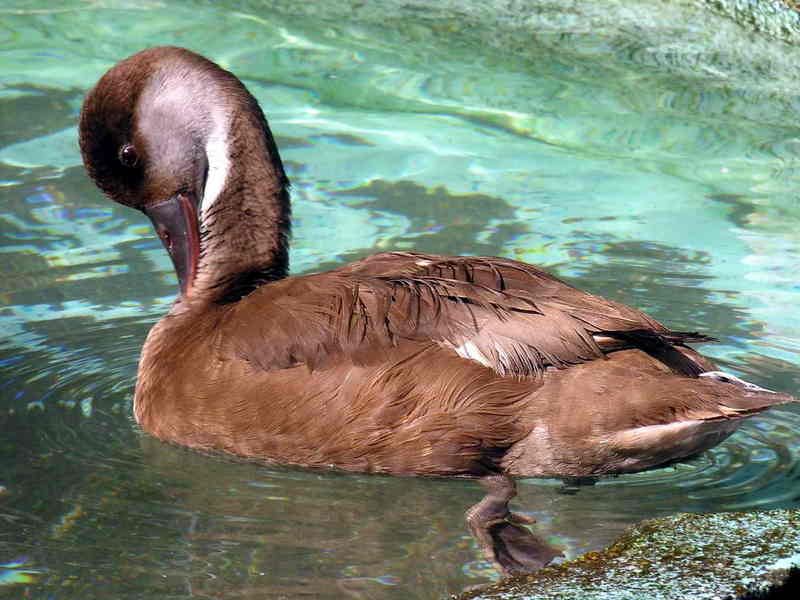 pato; DISPLAY FULL IMAGE.
