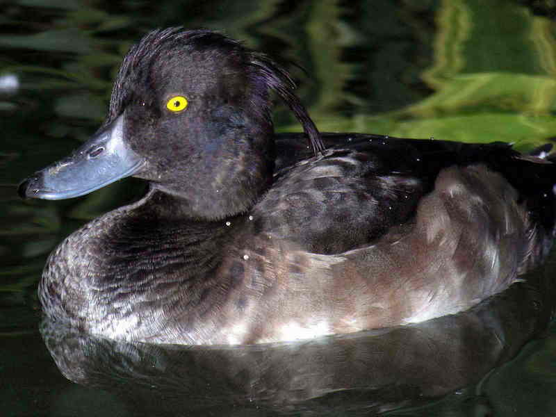 duck; DISPLAY FULL IMAGE.