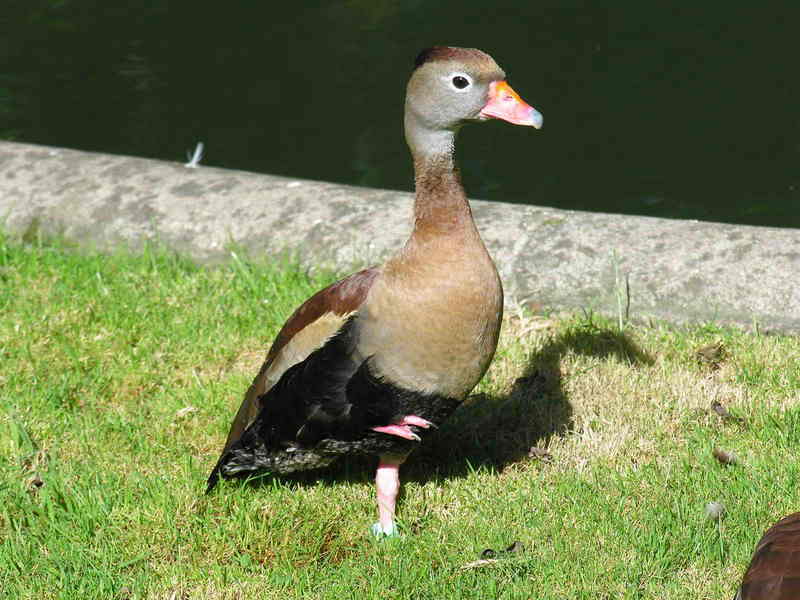 duck; DISPLAY FULL IMAGE.