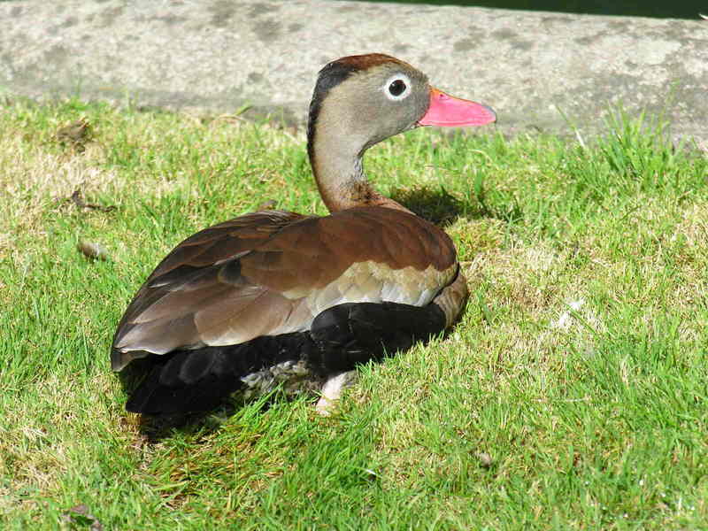 duck; DISPLAY FULL IMAGE.