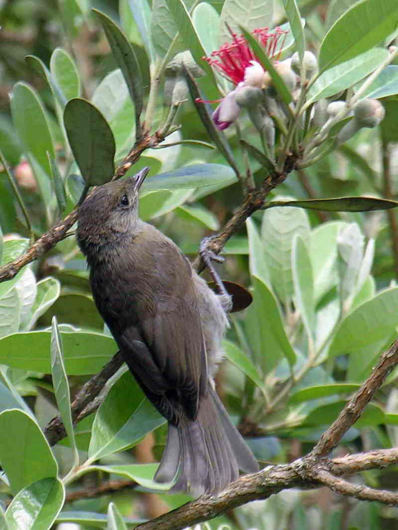 bird; DISPLAY FULL IMAGE.