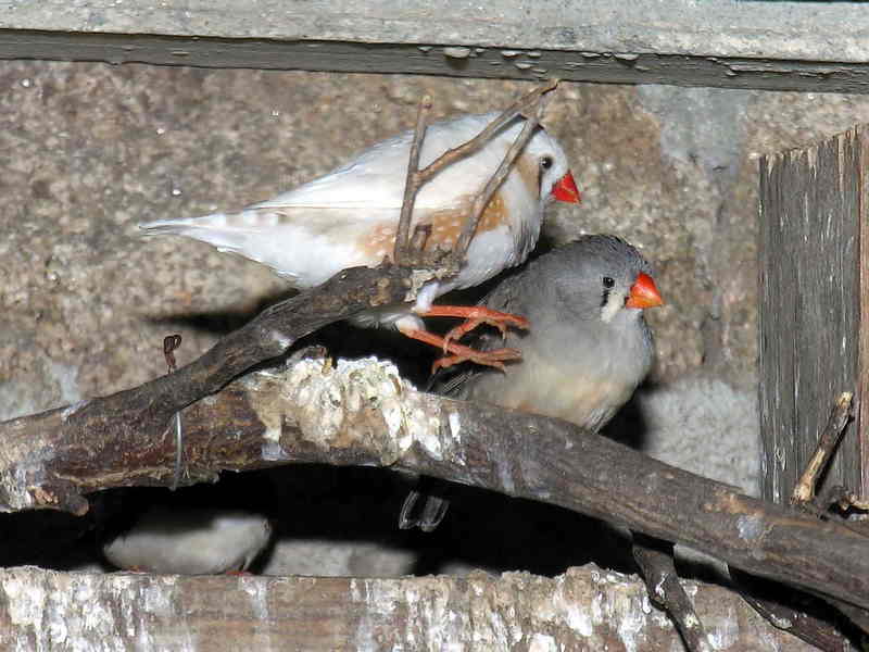 bird; DISPLAY FULL IMAGE.