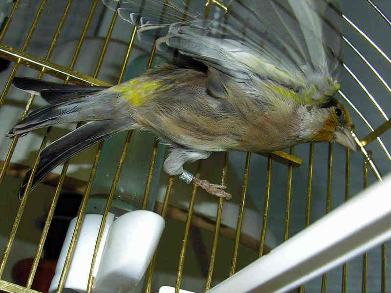 bird; DISPLAY FULL IMAGE.