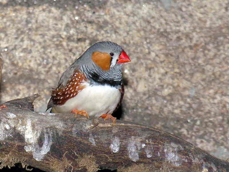 bird -- Zebra Finch; DISPLAY FULL IMAGE.