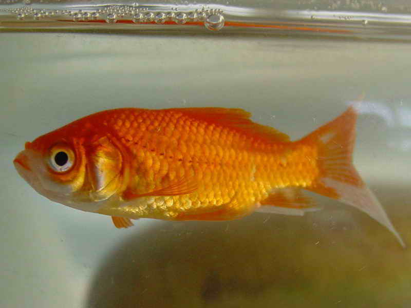 fish; DISPLAY FULL IMAGE.