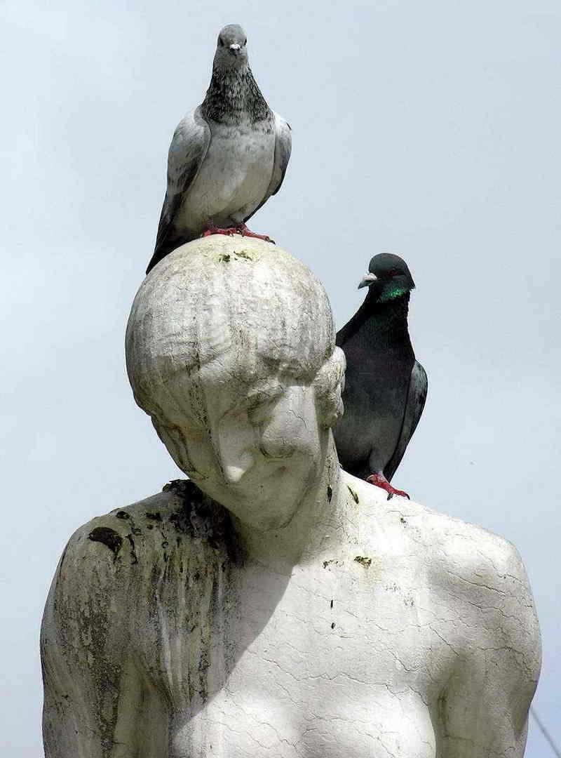 pigeon; DISPLAY FULL IMAGE.