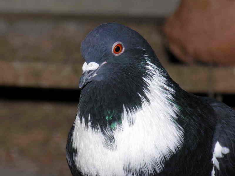 pigeon; DISPLAY FULL IMAGE.