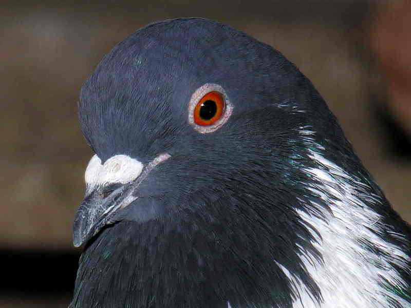 pigeon; DISPLAY FULL IMAGE.