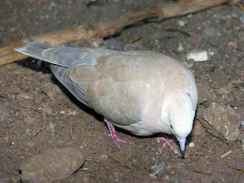 pigeon; DISPLAY FULL IMAGE.