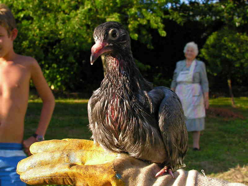 pigeon; DISPLAY FULL IMAGE.