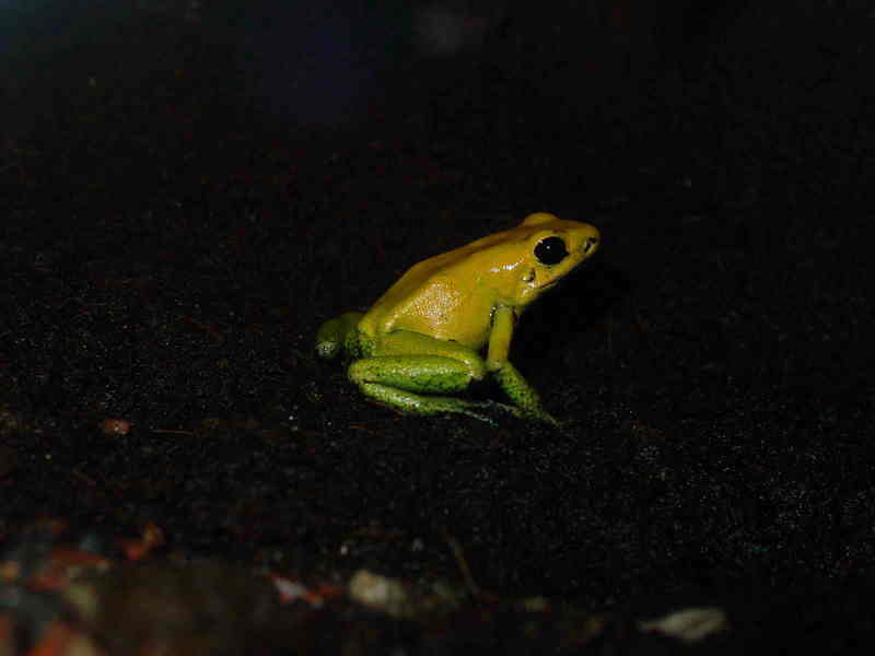 frog; DISPLAY FULL IMAGE.