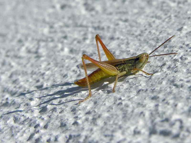 grasshopper; DISPLAY FULL IMAGE.