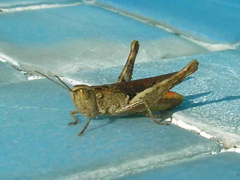 grasshopper; DISPLAY FULL IMAGE.