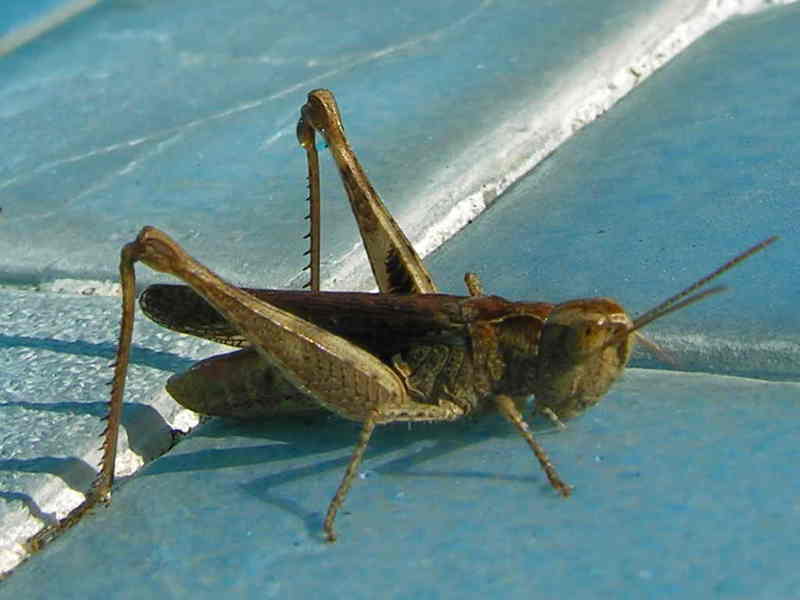 grasshopper; DISPLAY FULL IMAGE.