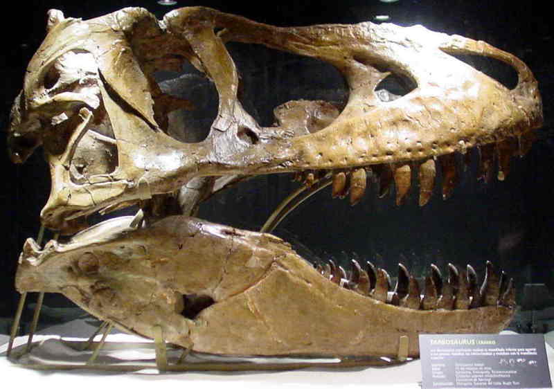 dinosaur; DISPLAY FULL IMAGE.