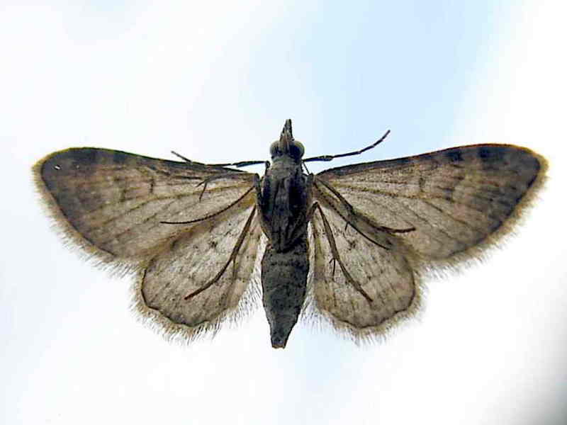 moth; DISPLAY FULL IMAGE.