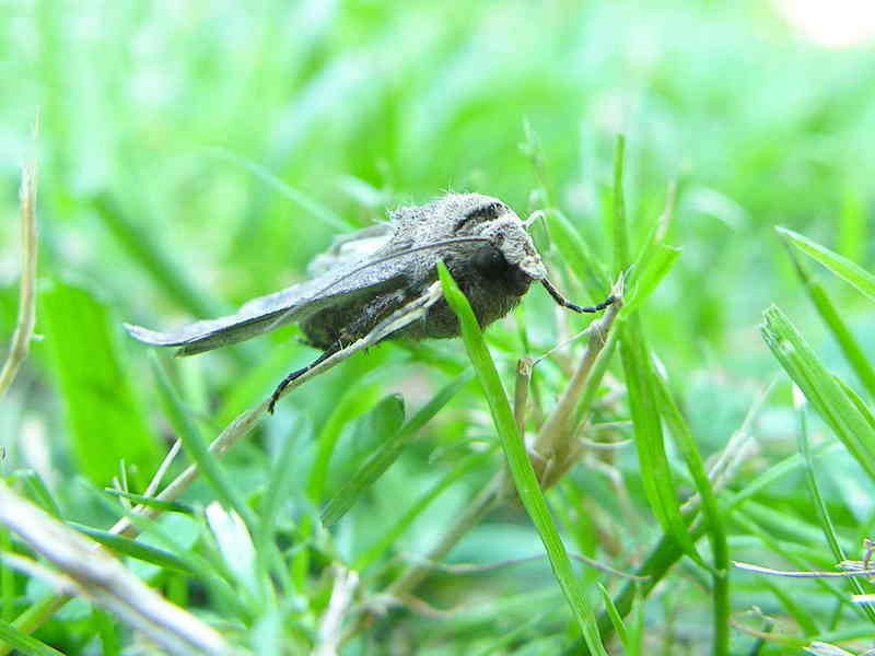 moth; DISPLAY FULL IMAGE.